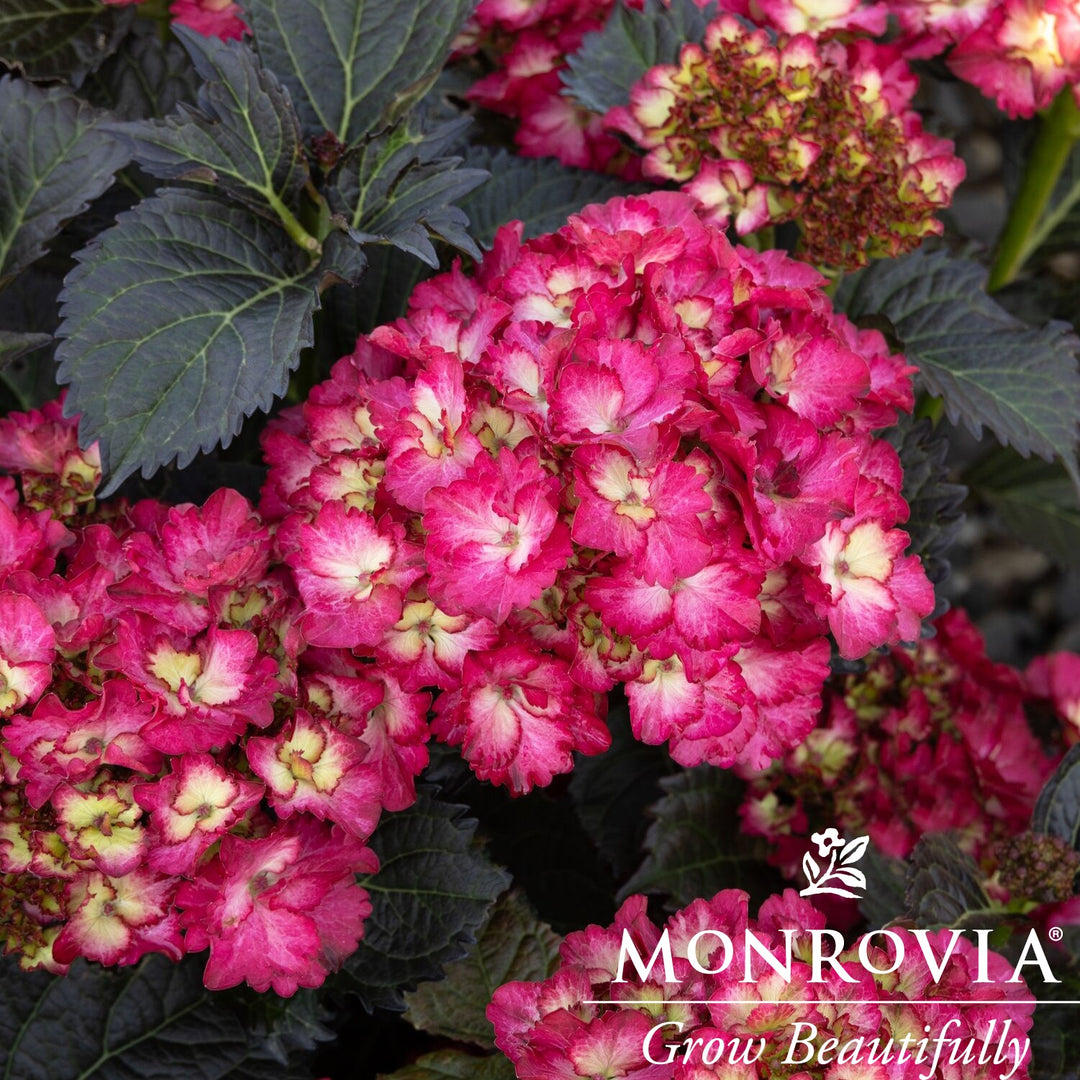 Hydrangea macrophylla 'Hokomapian' ~ Monrovia® Seaside Serenade® Hanalei Bay Hydrangea-ServeScape