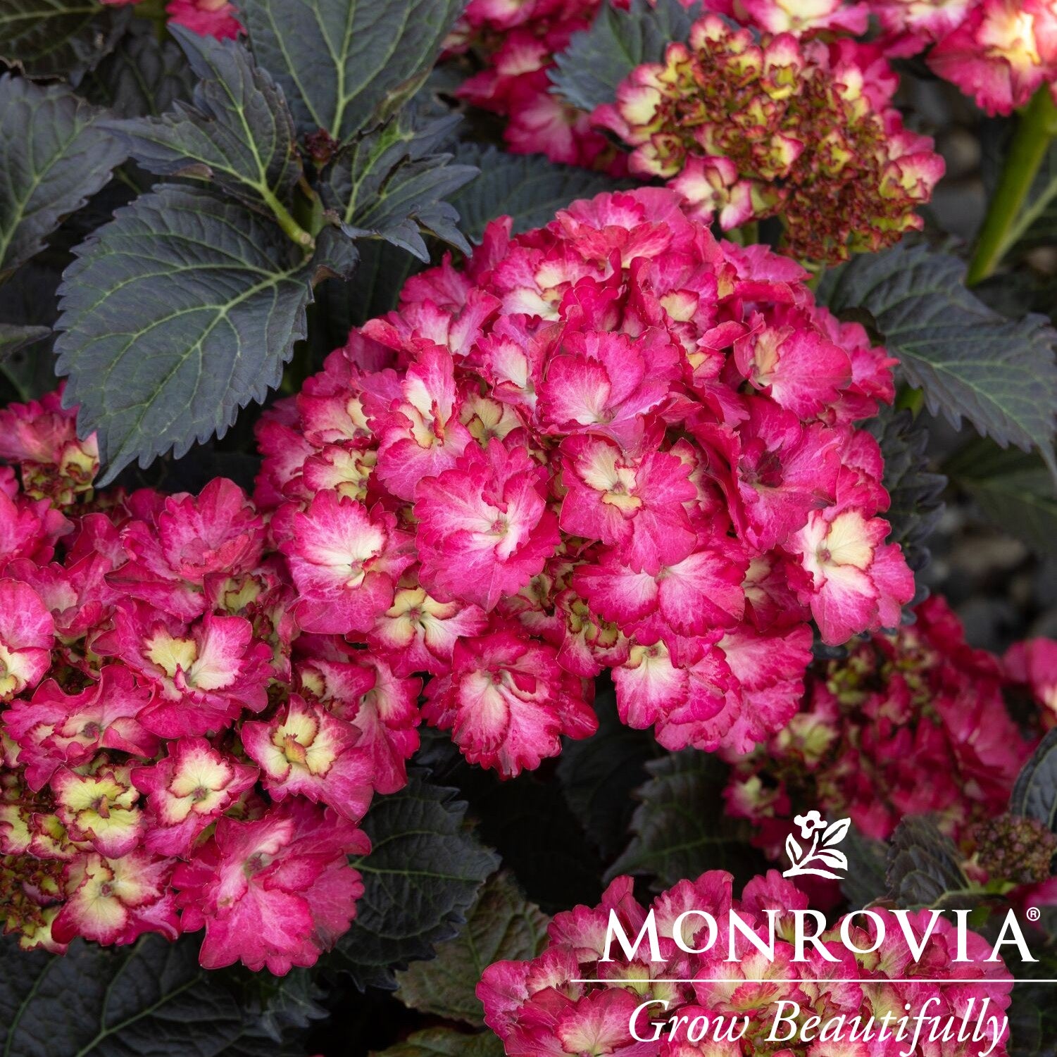 Hydrangea macrophylla 'Hokomapian' ~ Monrovia® Seaside Serenade® Hanalei Bay Hydrangea-ServeScape