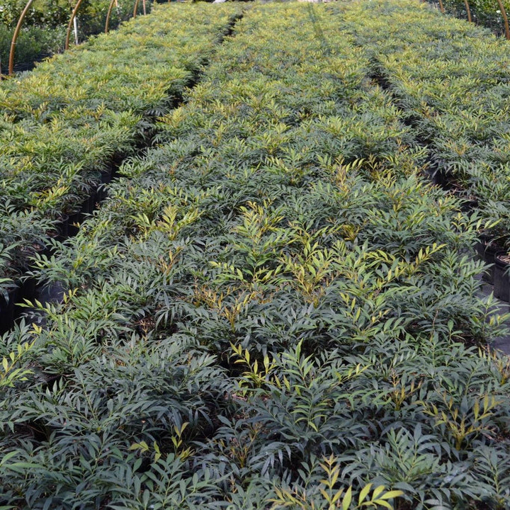 Mahonia confusa 'Narihira' ~ Narihira Mahonia-ServeScape