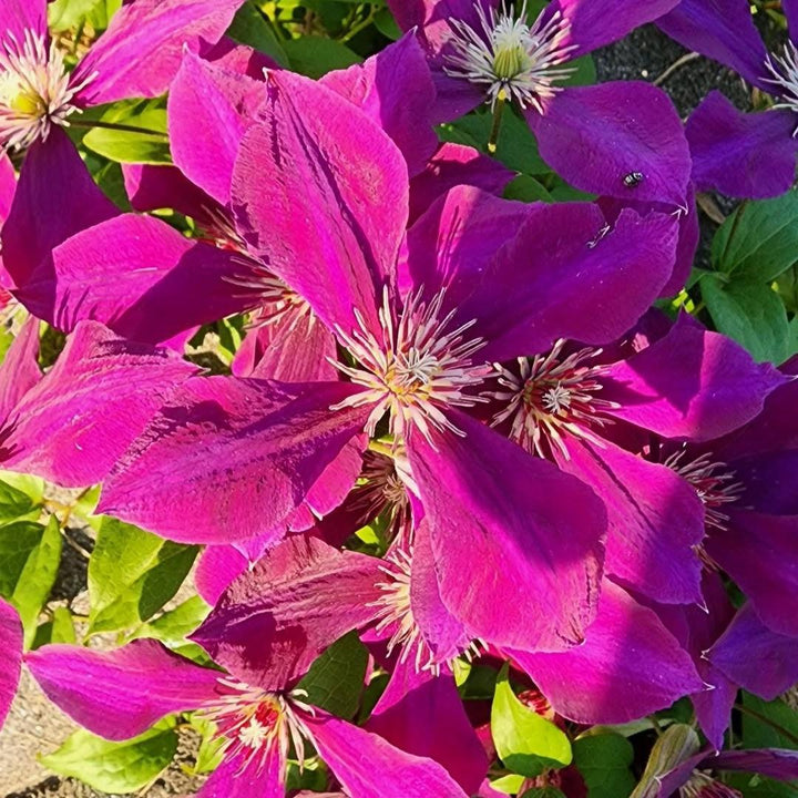 Clematis montana 'Broughton Star' ~ Broughton Star Clematis-ServeScape