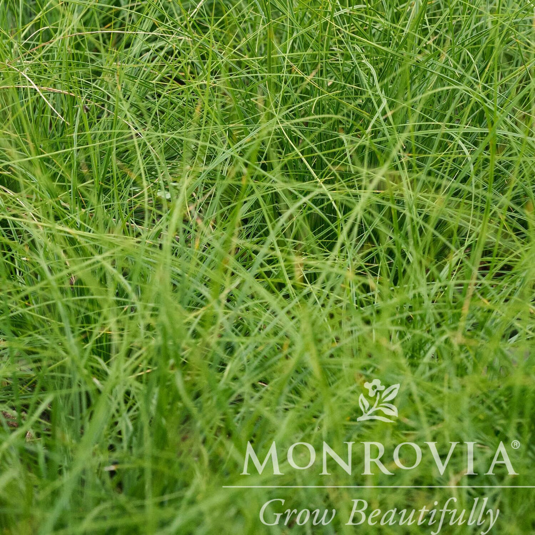 Carex 'Fine China' ~ Monrovia® Fine China Carex-ServeScape