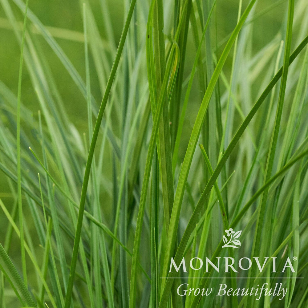 Carex 'Fine China' ~ Monrovia® Fine China Carex-ServeScape
