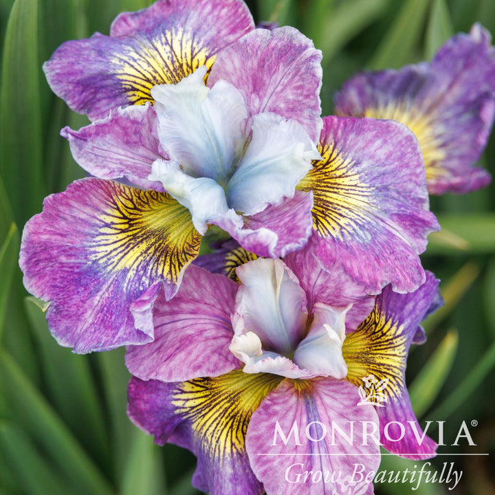 Iris sibirica 'Charming Billy' ~ Monrovia® Peacock™ Charming Billy Siberian Iris-ServeScape