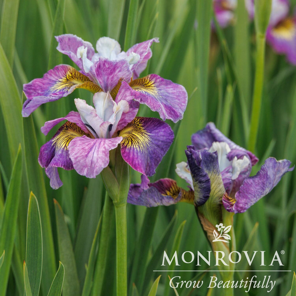 Iris sibirica 'Charming Billy' ~ Monrovia® Peacock™ Charming Billy Siberian Iris-ServeScape