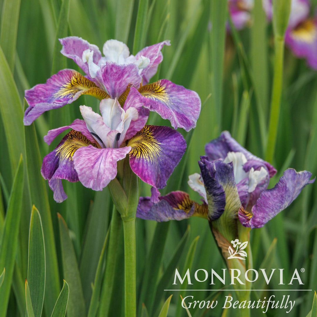 Iris sibirica 'Charming Billy' ~ Monrovia® Peacock™ Charming Billy Siberian Iris-ServeScape