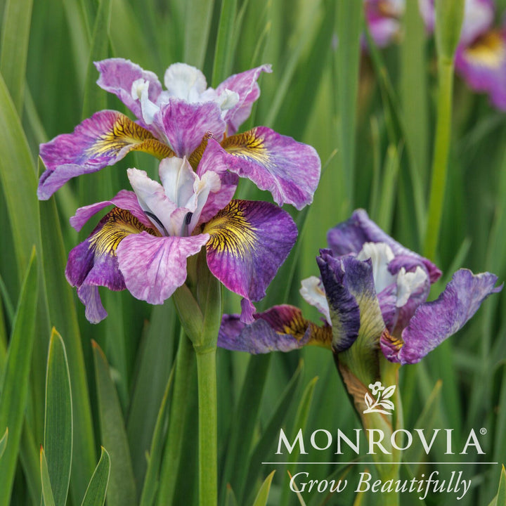 Iris sibirica 'Charming Billy' ~ Monrovia® Peacock™ Charming Billy Siberian Iris-ServeScape