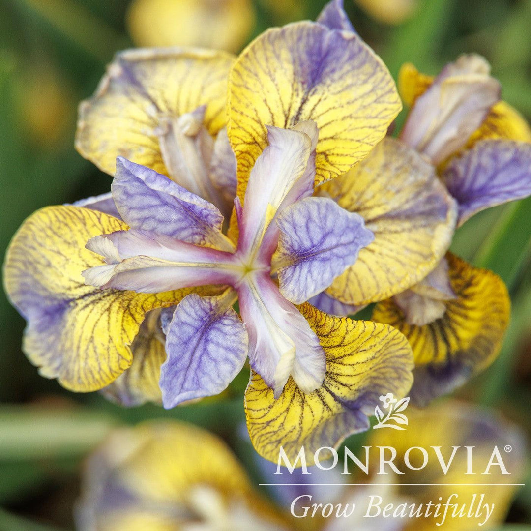 Iris sibirica 'Tippded In Blue' ~ Monrovia® Peacock™ Tipped In Blue Siberian Iris-ServeScape