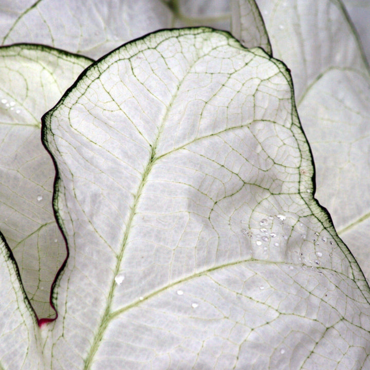 Caladium 'Moonlight' ~ Moonlight Caladium-ServeScape
