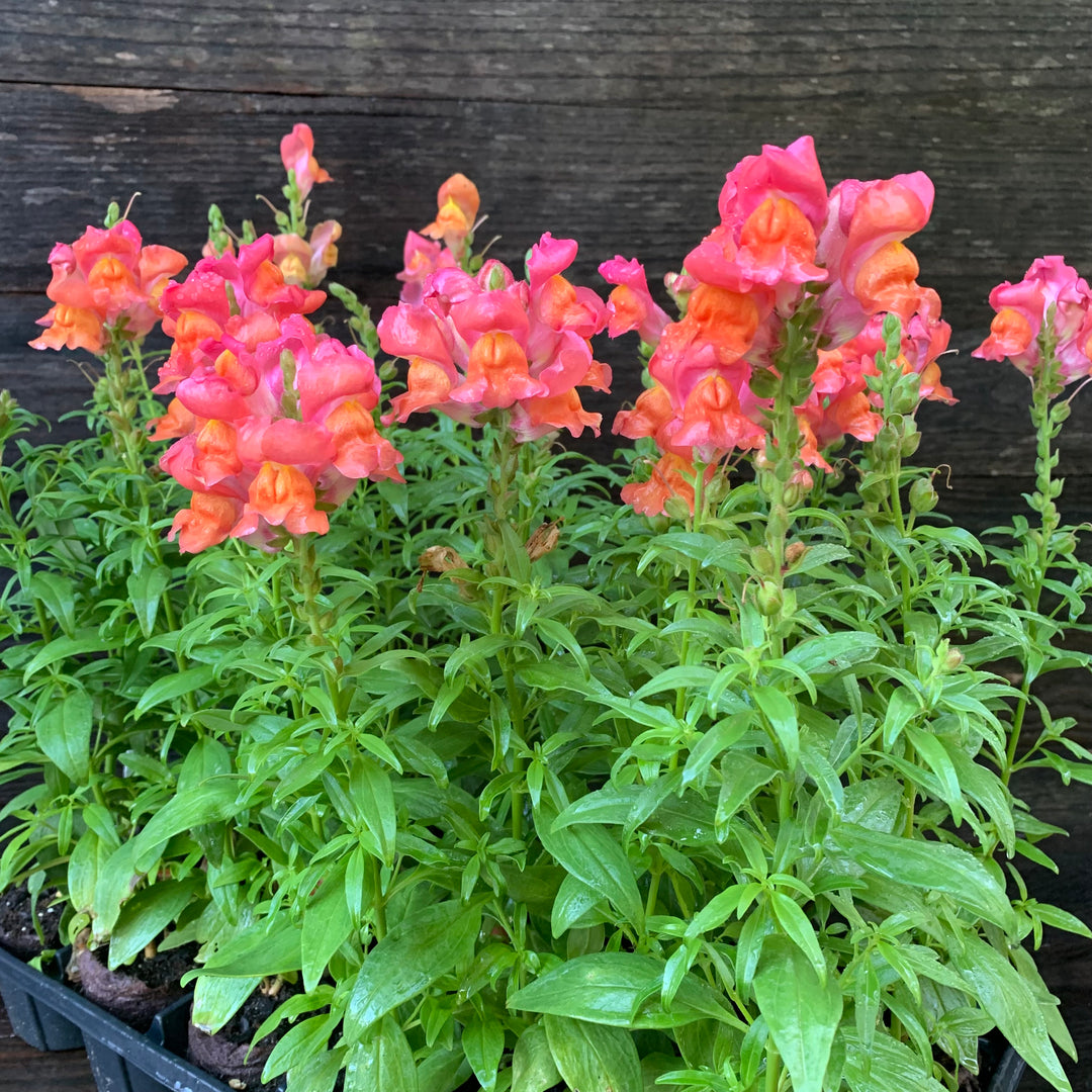 Antirrhinum majus 'Speedy Sonnet Bronze' ~ Speedy Sonnet Bronze Snapdragon-ServeScape