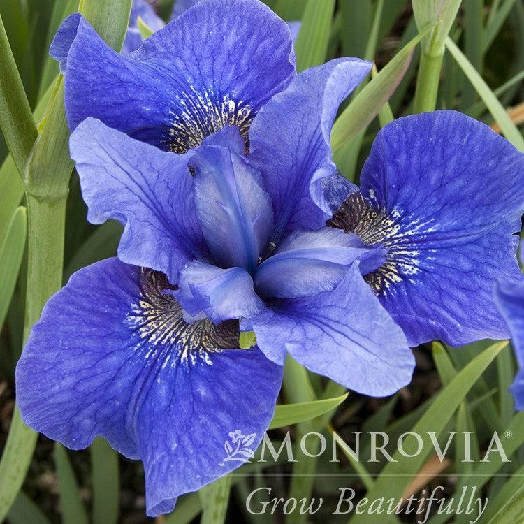 Iris sibirica 'Bennerup Blue' ~ Monrovia® Bennerup Blue Siberian Iris-ServeScape