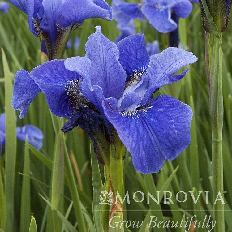 Iris sibirica 'Bennerup Blue' ~ Monrovia® Bennerup Blue Siberian Iris-ServeScape