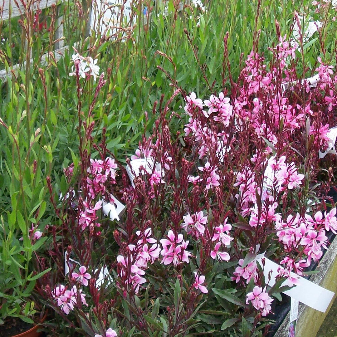 Gaura lindheimeri 'Klegl06261' ~ Belleza™ Light Pink Gaura-ServeScape