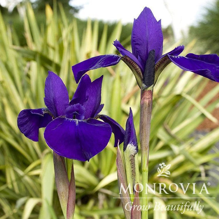 Iris sibirica 'Caesar's Brother' ~ Monrovia® Caesar's Brother Siberian Iris-ServeScape