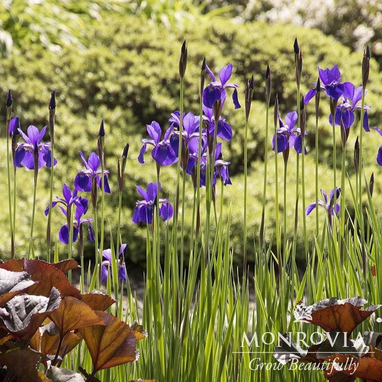 Iris sibirica 'Caesar's Brother' ~ Monrovia® Caesar's Brother Siberian Iris-ServeScape