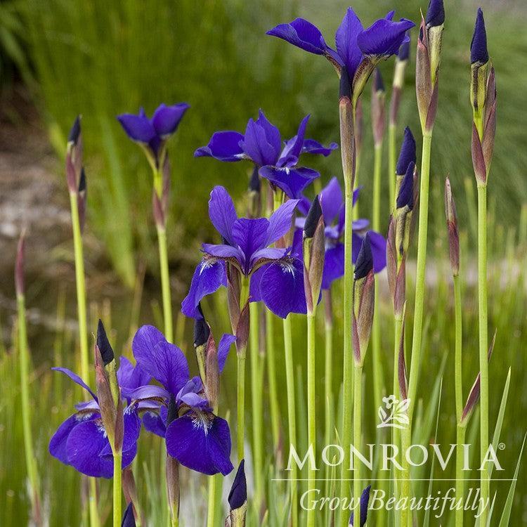 Iris sibirica 'Caesar's Brother' ~ Monrovia® Caesar's Brother Siberian Iris-ServeScape