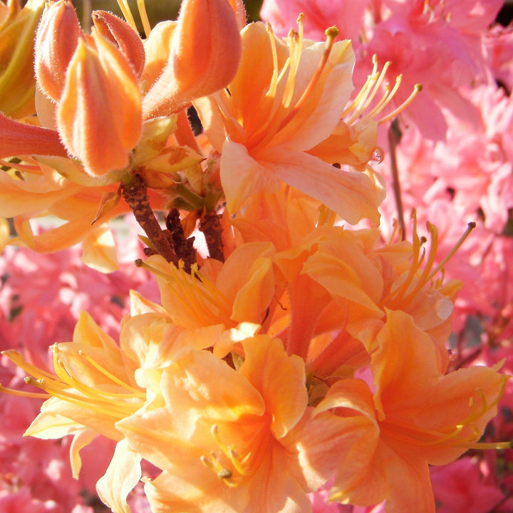 Rhododendron 'Golden Lights' ~ Golden Lights Azalea-ServeScape