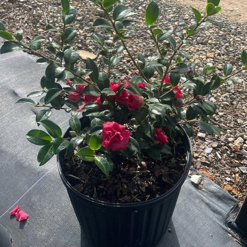 Camellia sasanqua 'Dragon's Blood' ~ Dragon's Blood Camellia-ServeScape