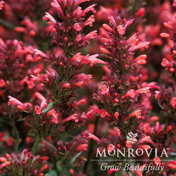 Agastache mexicana ’Balsumlora' ~ Monrovia® Summerlong™ Coral Mexican Giant Hyssop-ServeScape