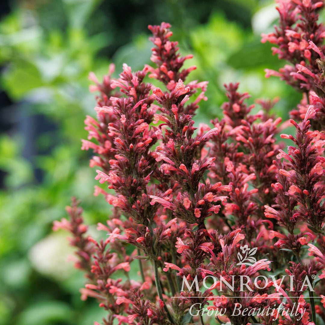 Agastache mexicana ’Balsumlora' ~ Monrovia® Summerlong™ Coral Mexican Giant Hyssop-ServeScape