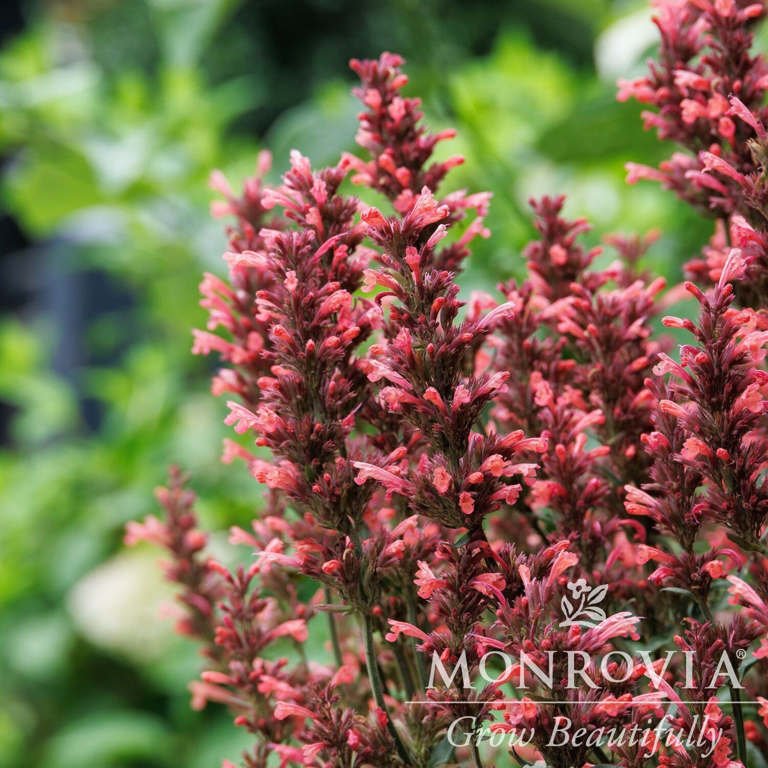 Agastache mexicana ’Balsumlora' ~ Monrovia® Summerlong™ Coral Mexican Giant Hyssop-ServeScape