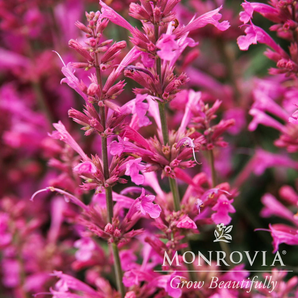 Agastache mexicana ’Balsumlilac' ~ Monrovia® Summerlong™ Lilac Mexican Giant Hyssop-ServeScape