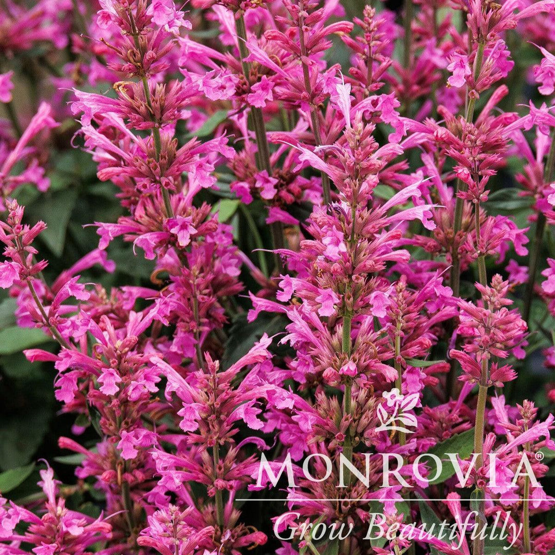 Agastache mexicana ’Balsumlilac' ~ Monrovia® Summerlong™ Lilac Mexican Giant Hyssop-ServeScape