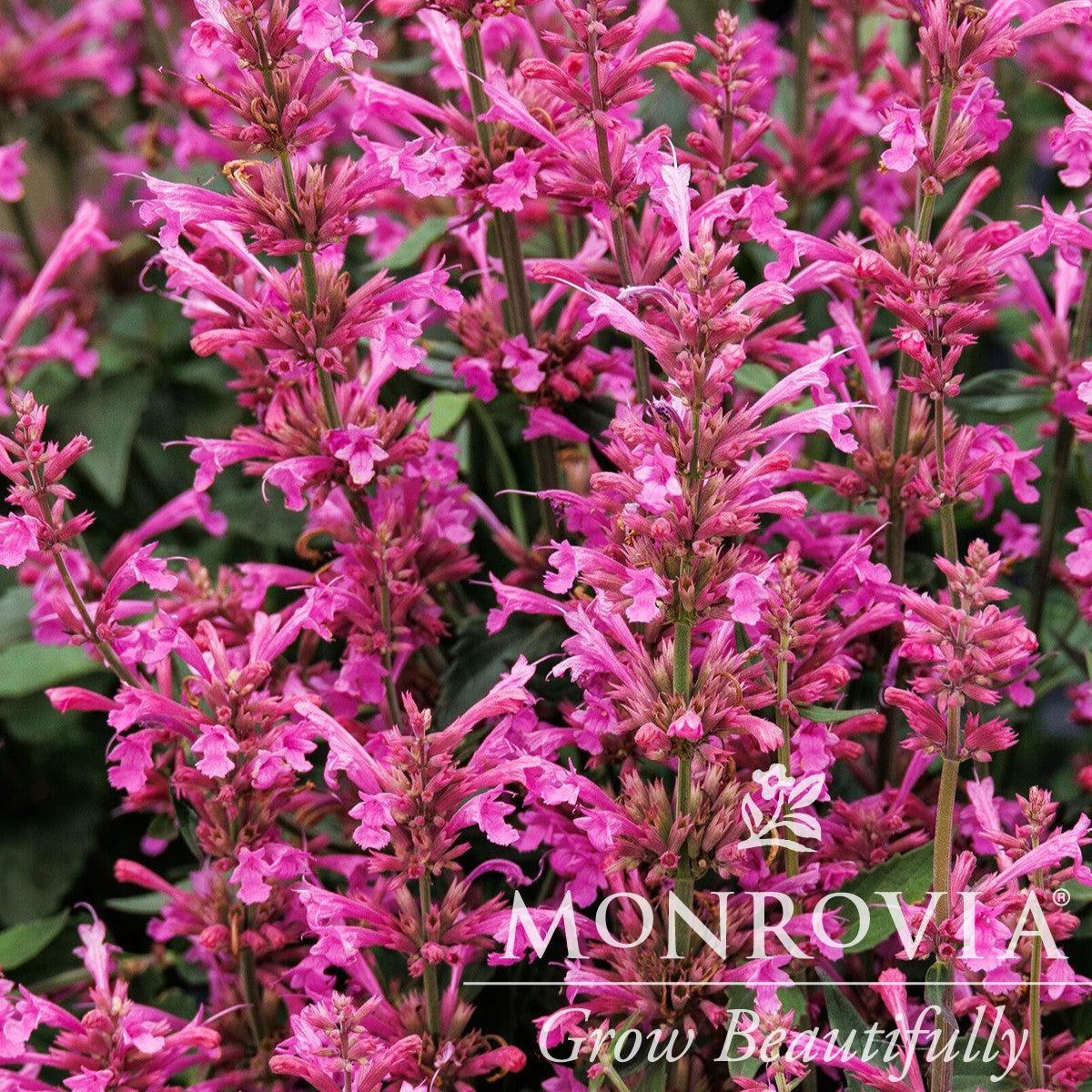 Agastache mexicana ’Balsumlilac' ~ Monrovia® Summerlong™ Lilac Mexican Giant Hyssop-ServeScape