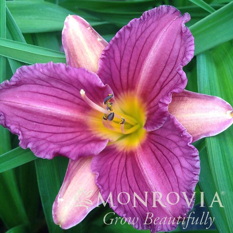 Hemerocallis 'Purple de Oro' ~ Monrovia® Purple de Oro Daylily-ServeScape