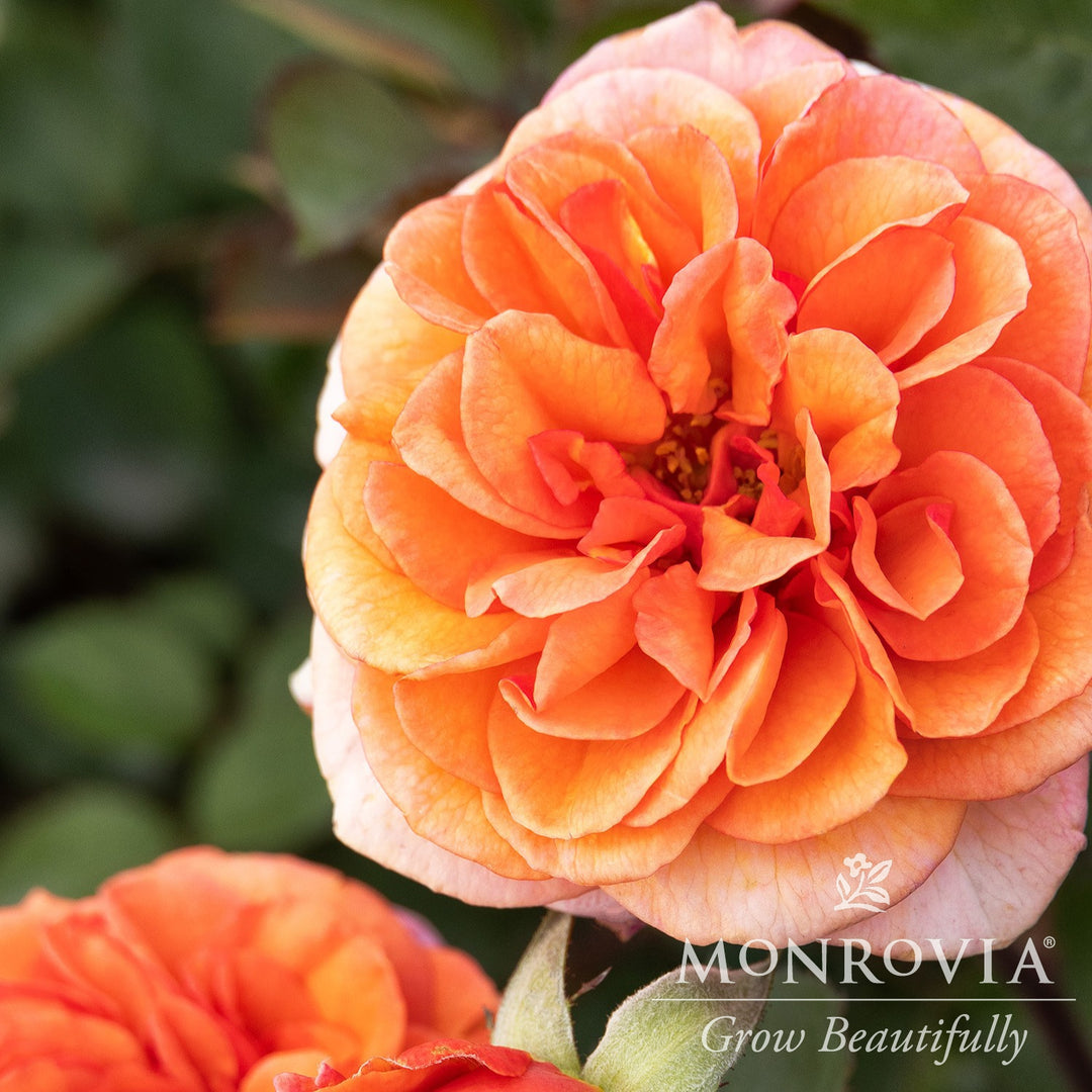 Rosa x 'KORmarzau' ~ Monrovia® Eau De Parfum® Bliss Rose-ServeScape