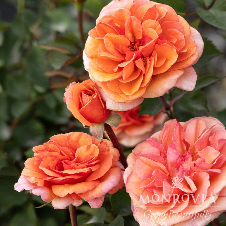Rosa x 'KORmarzau' ~ Monrovia® Eau De Parfum® Bliss Rose-ServeScape