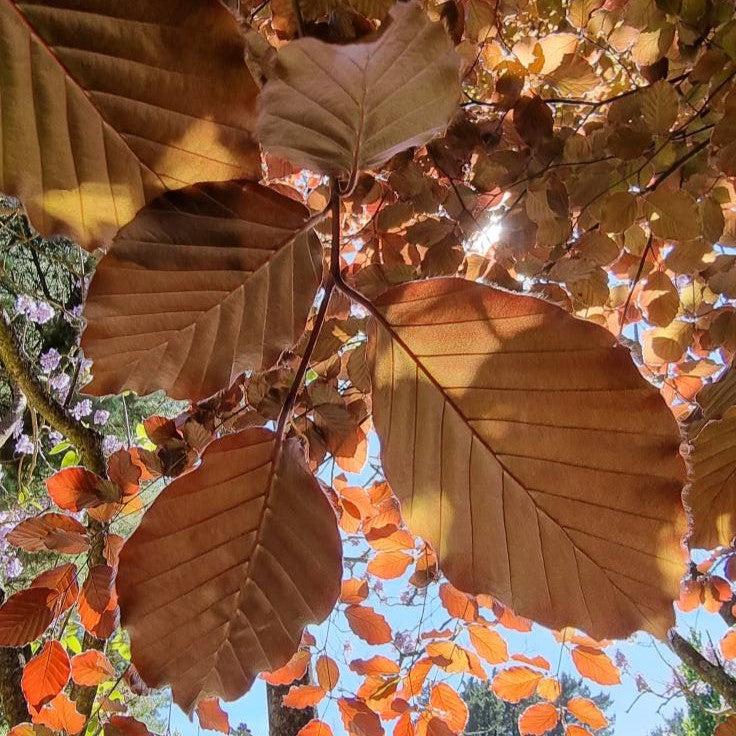 Fagus sylvatica 'Purpurea' ~ Purpleleaf Beech-ServeScape