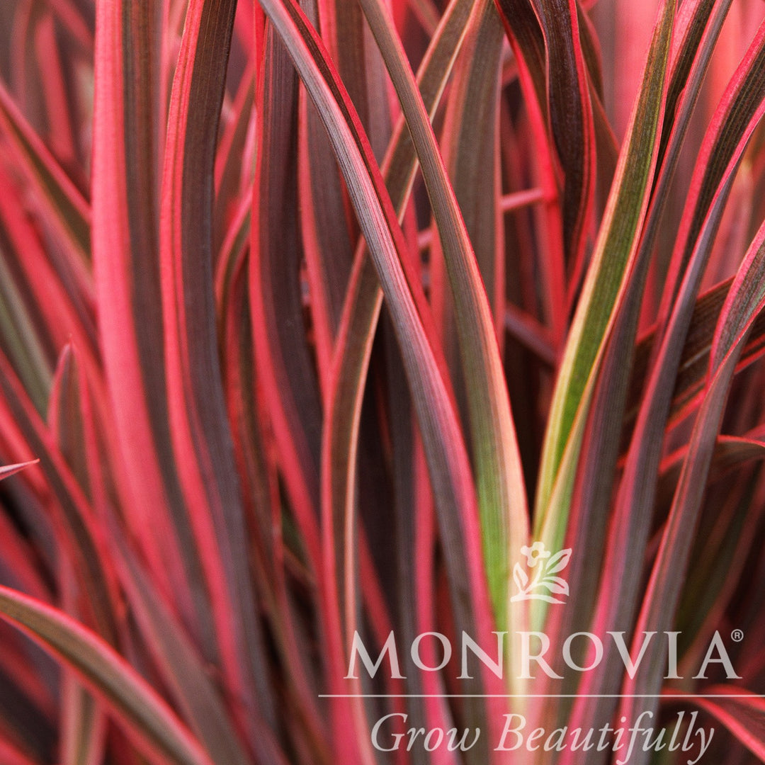 Phormium tenax 'KFPHPM18' PP36,180' ~ Monrovia® Petite Indigo® Ruby New Zealand Flax-ServeScape