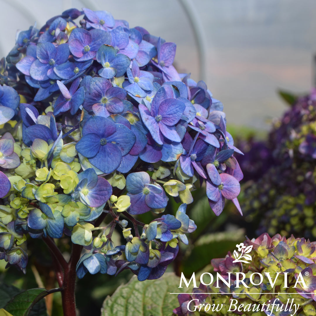 Hydrangea macrophylla 'SC-04-20' ~ Monrovia® Seaside Serenade® Pebble Beach Hydrangea-ServeScape