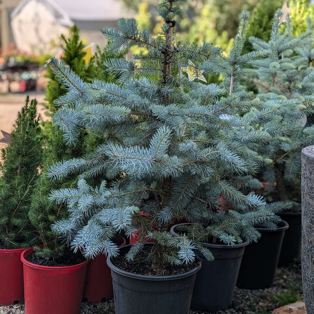 Picea pungens 'Blue Diamond' ~ Blue Diamond Blue Spruce-ServeScape