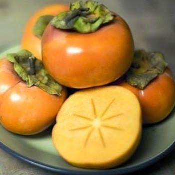 Diospyros kaki 'Ichi Ki Kei Jiro' ~ Ichi Ki Kei Jiro Persimmon-ServeScape