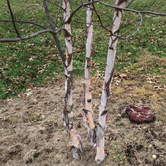 Betula nigra 'Whit XXV' ~ City Slicker® River Birch-ServeScape