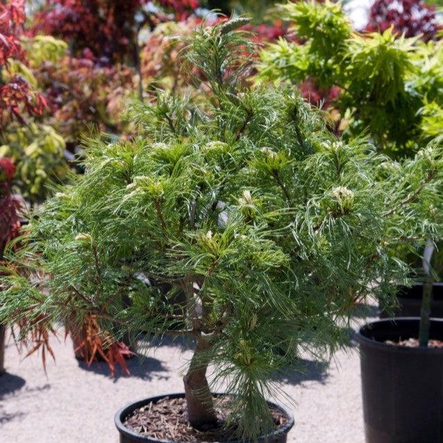 Pinus strobus 'Mini Twists' ~ Mini Twists White Pine-ServeScape