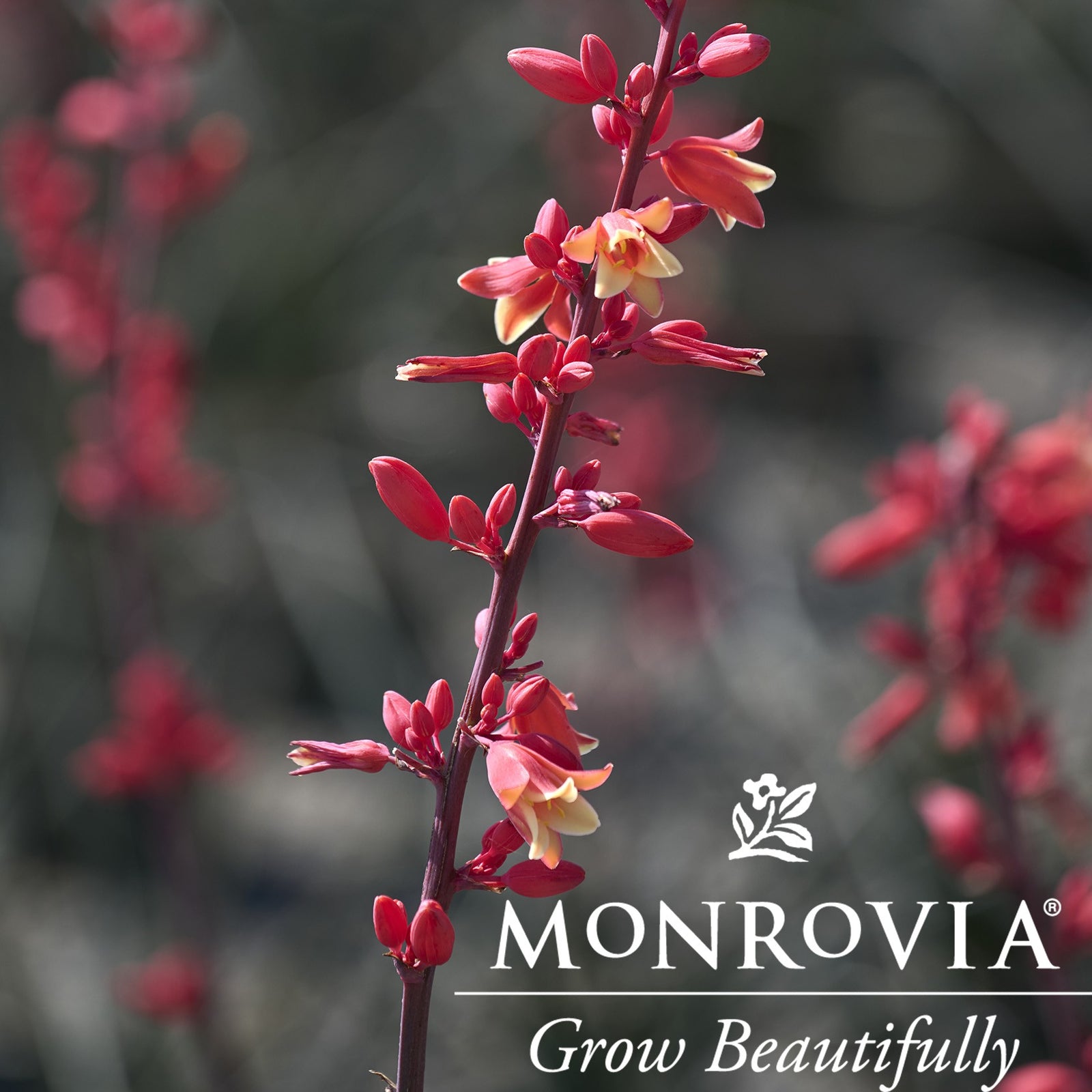 Hesperaloe x funifera 'Little Giant' PPAF ~ Monrovia® Little Giant Hesperaloe-ServeScape