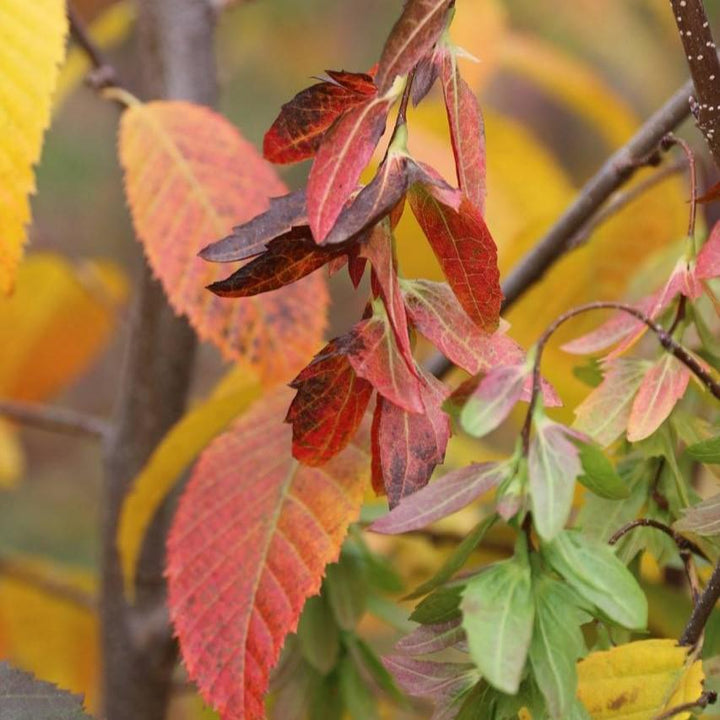 Carpinus caroliniana 'JFS-KW6' ~ Native Flame® American Hornbeam-ServeScape