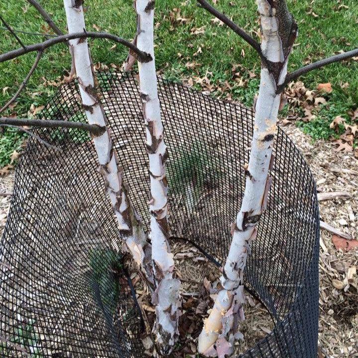 Betula nigra 'Whit XXV' ~ City Slicker® River Birch-ServeScape