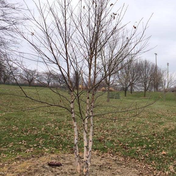 Betula nigra 'Whit XXV' ~ City Slicker® River Birch-ServeScape