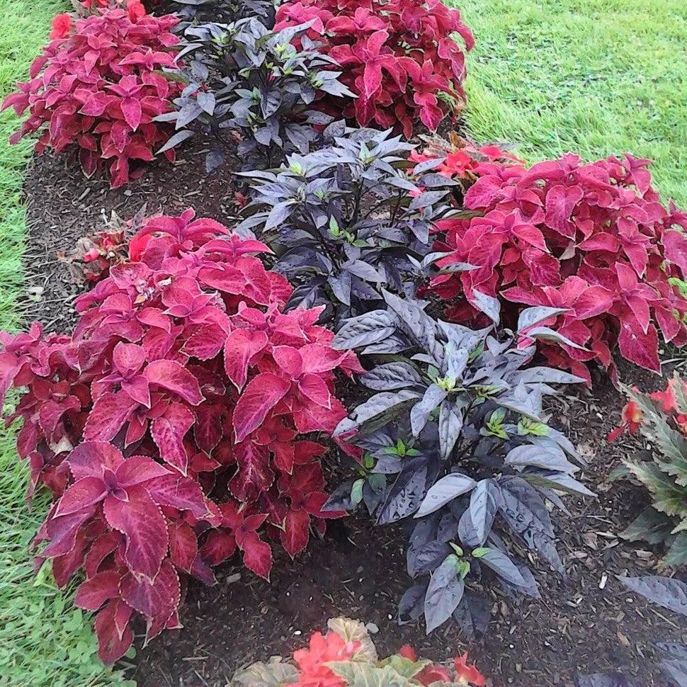 Solenostemon scutellarioides 'PAS2032' ~ Wizard® Velvet Red Coleus-ServeScape