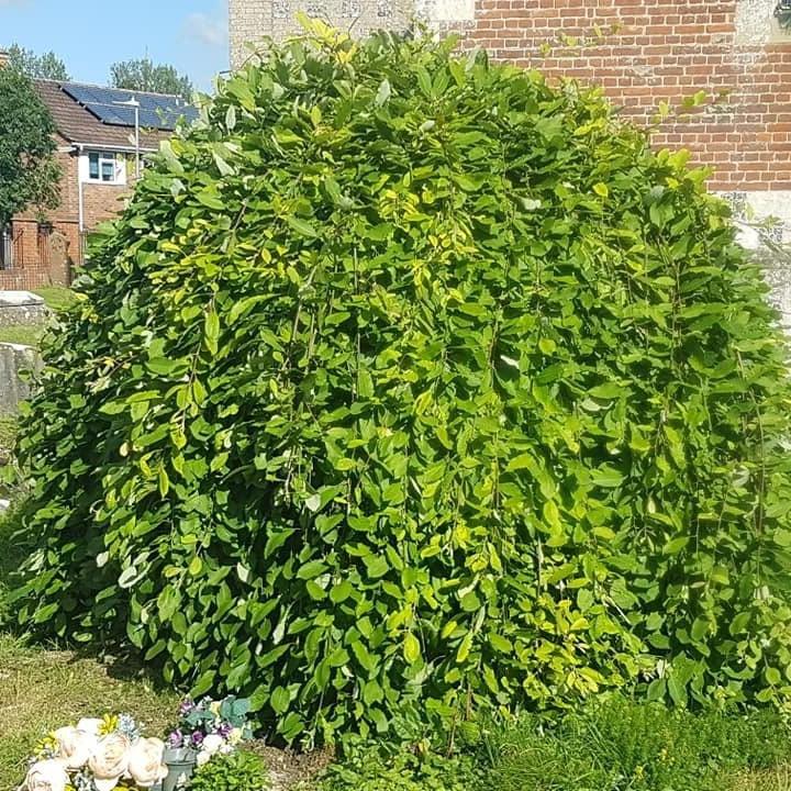 Salix caprea 'Pendula' ~ Weeping Pussy Willow-ServeScape