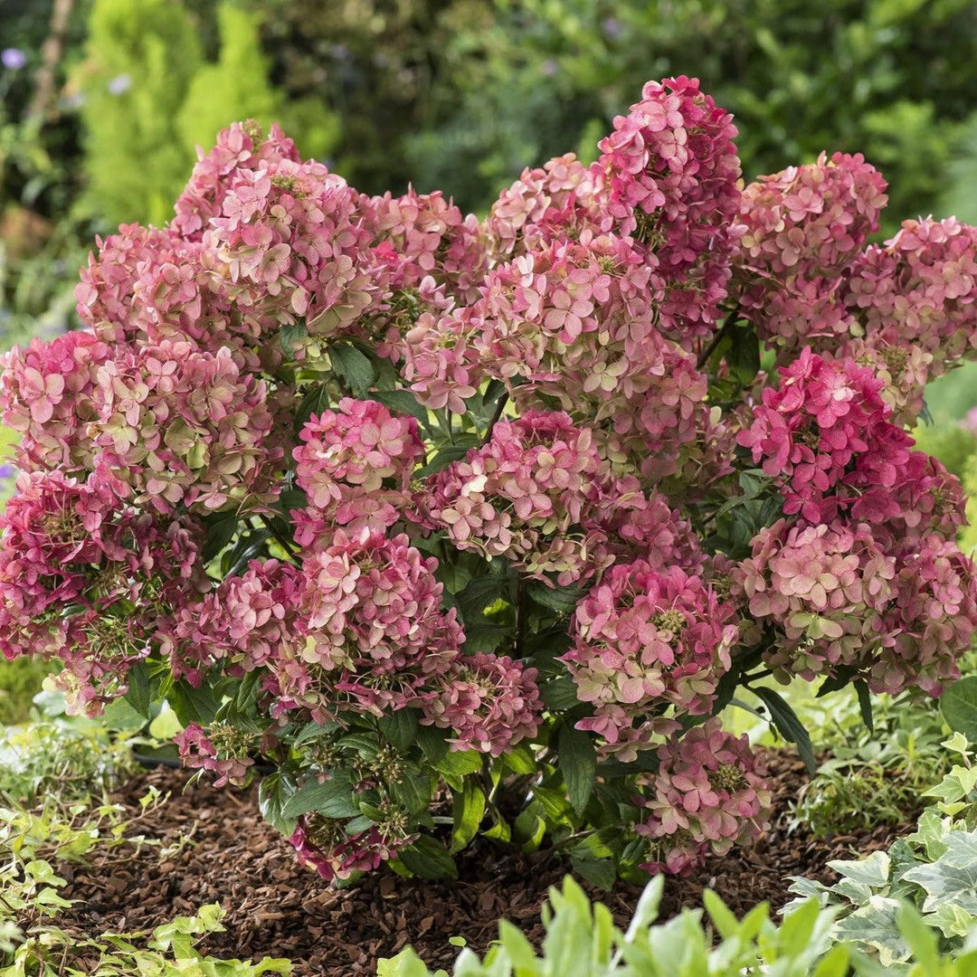 Hydrangea paniculata 'COUSTAR02' PP34546 ~ Bloomin' Easy® Hot Sauce™ Hydrangea-ServeScape