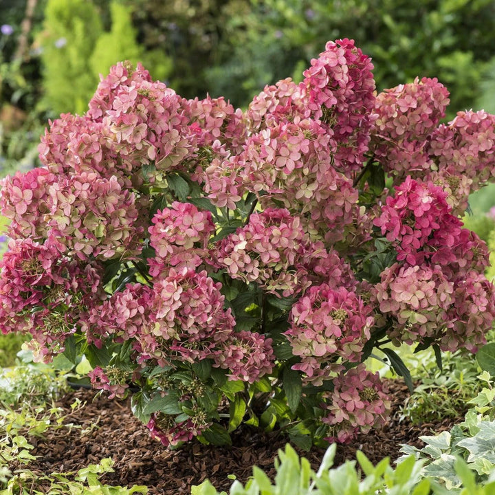 Hydrangea paniculata 'COUSTAR02' PP34546 ~ Bloomin' Easy® Hot Sauce™ Hydrangea-ServeScape