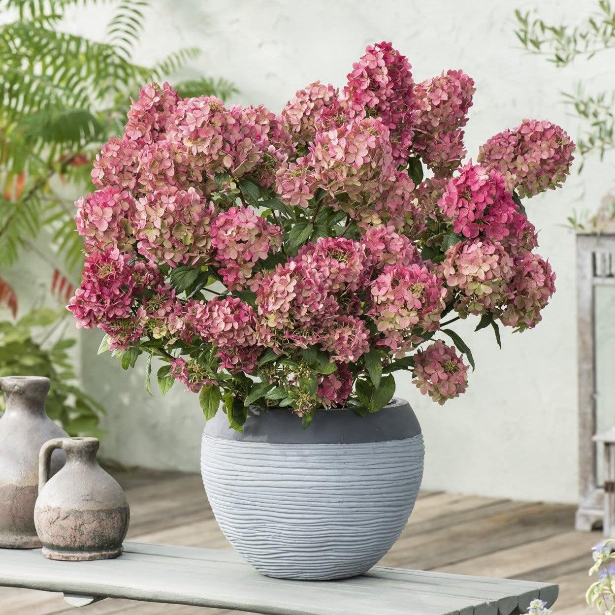 Hydrangea paniculata 'COUSTAR02' PP34546 ~ Bloomin' Easy® Hot Sauce™ Hydrangea-ServeScape