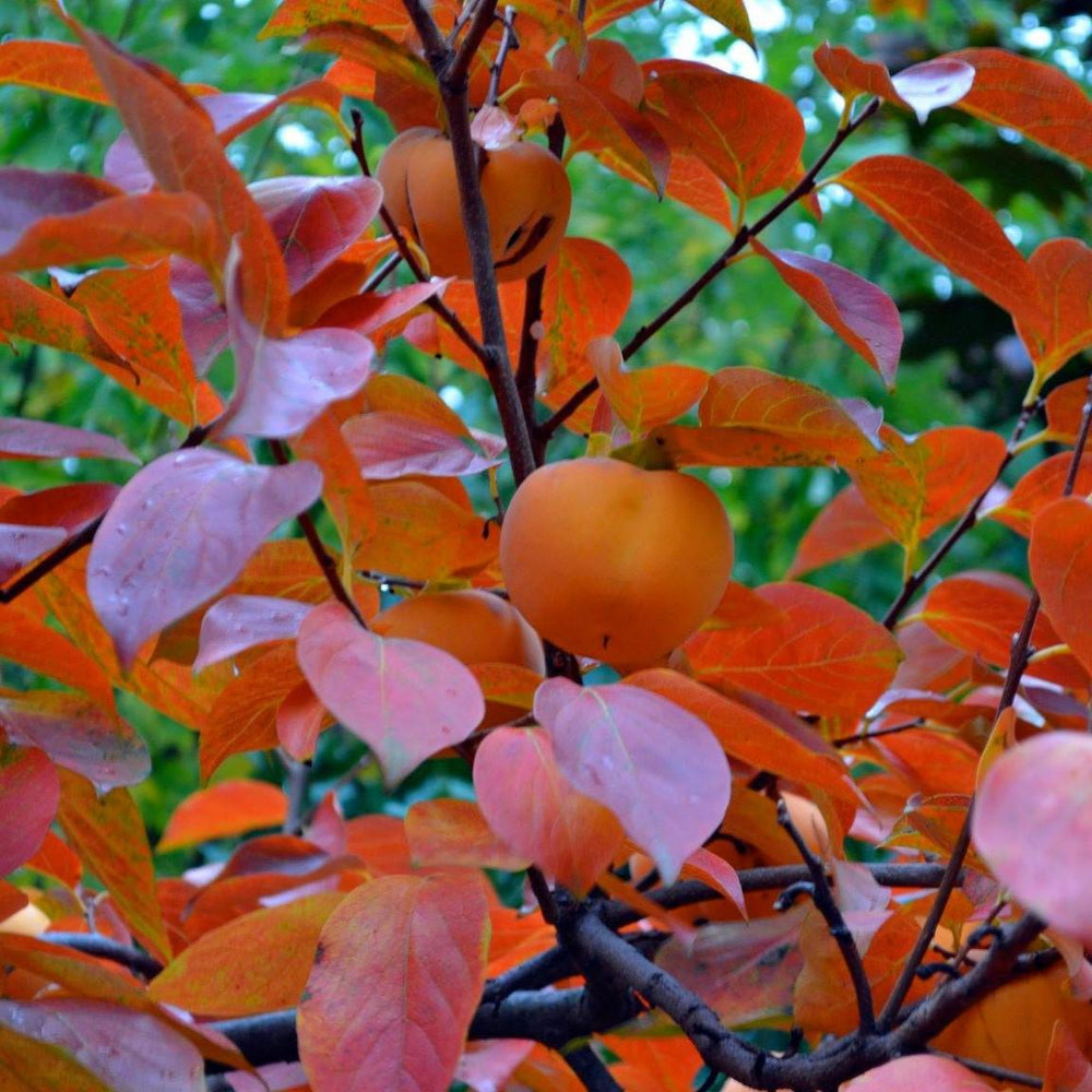 Diospyros kaki 'Ichi Ki Kei Jiro' ~ Ichi Ki Kei Jiro Persimmon-ServeScape