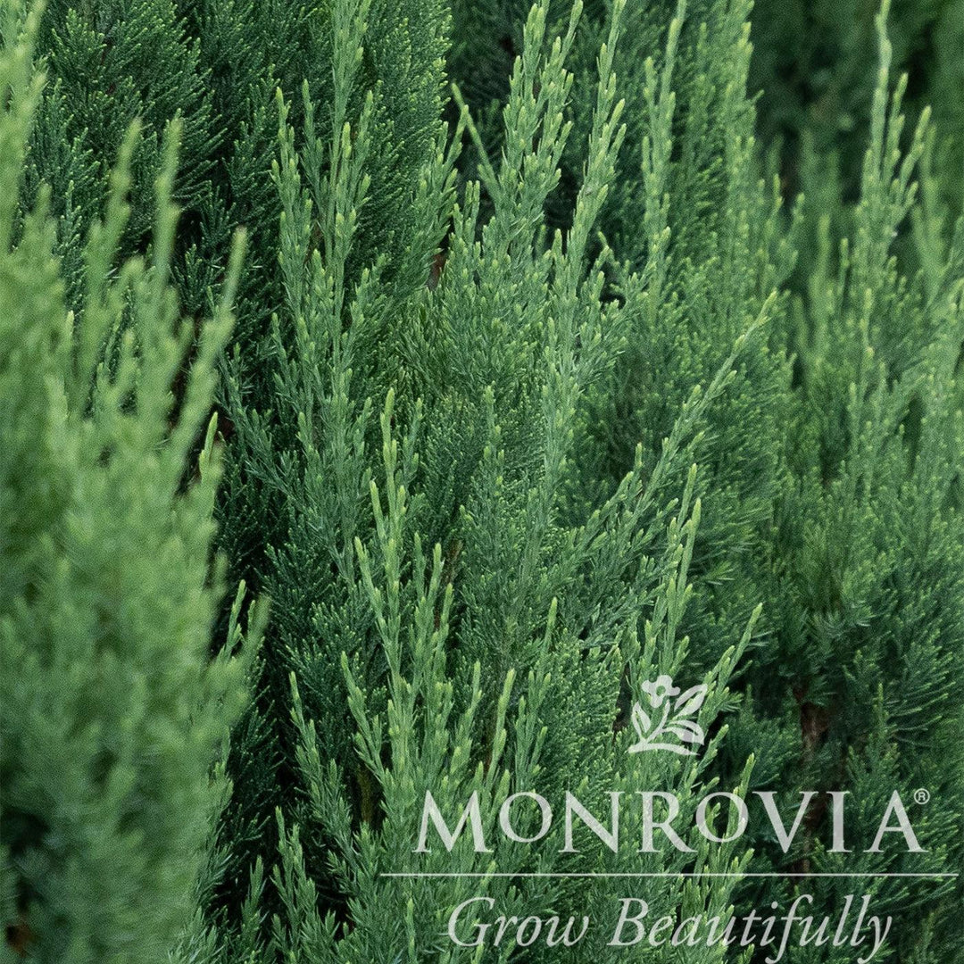 Juniperus chinensis 'Blue Point' ~ Monrovia® Blue Point Juniper-ServeScape