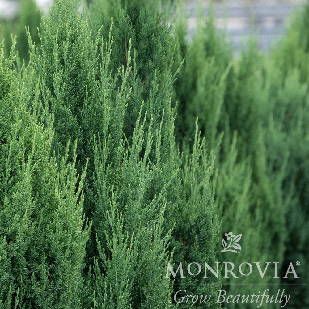 Juniperus chinensis 'Blue Point' ~ Monrovia® Blue Point Juniper-ServeScape