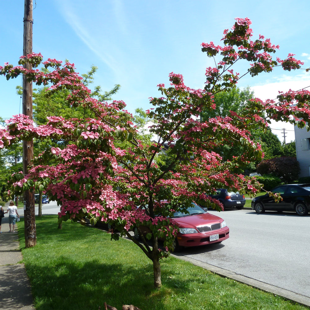 Cornus kousa 'Schmred' ~ Heart Throb® Dogwood-ServeScape